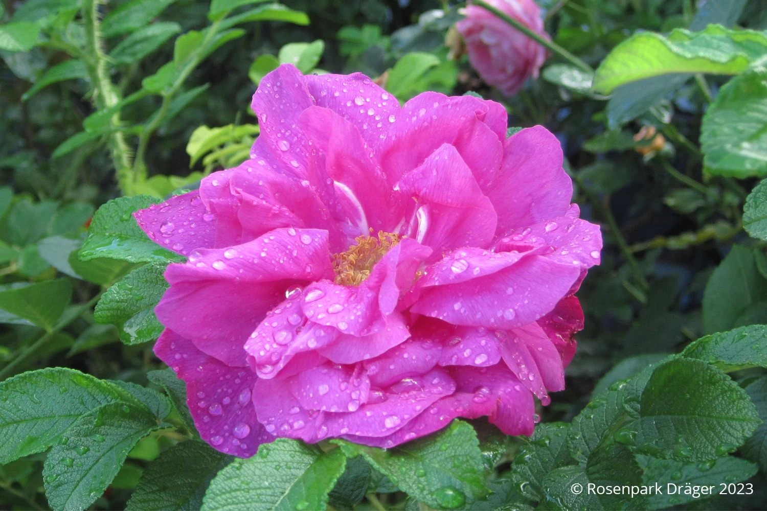 Rose 'Moje Hammarberg' (Strauchrose) – Bild 2