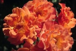 Rose 'Westerland' (Strauchrose)