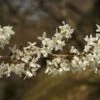 Abeliophyllum Distichum (Schneeforsythie)
