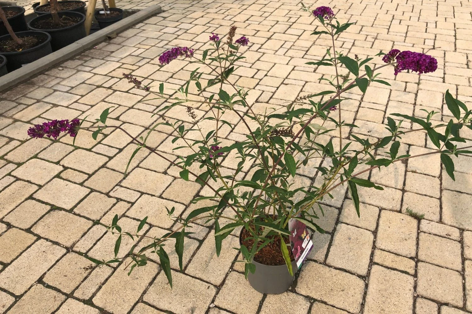 Buddleja Davidii 'Royal Red' (Sommerflieder) – Bild 2