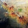 Hamamelis Intermedia 'Aphrodite' (Großblütige Zaubernuss)