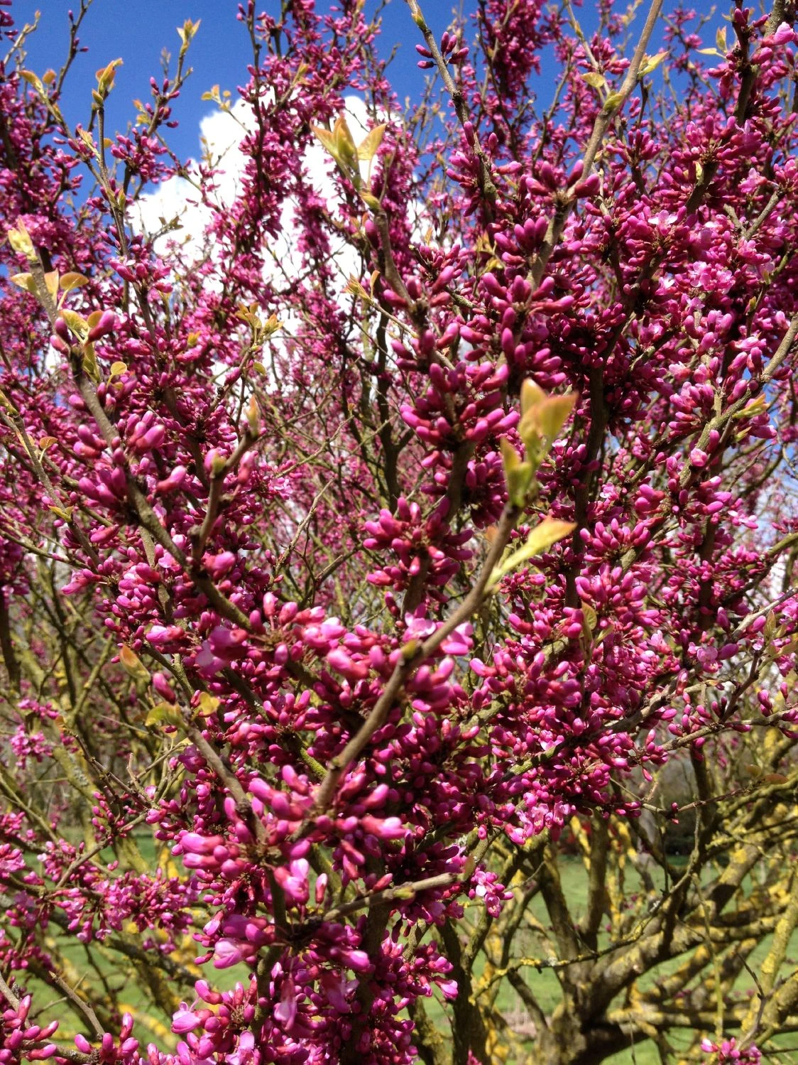 Cercis Chinensis 'Avondale' (Judasbaum)
