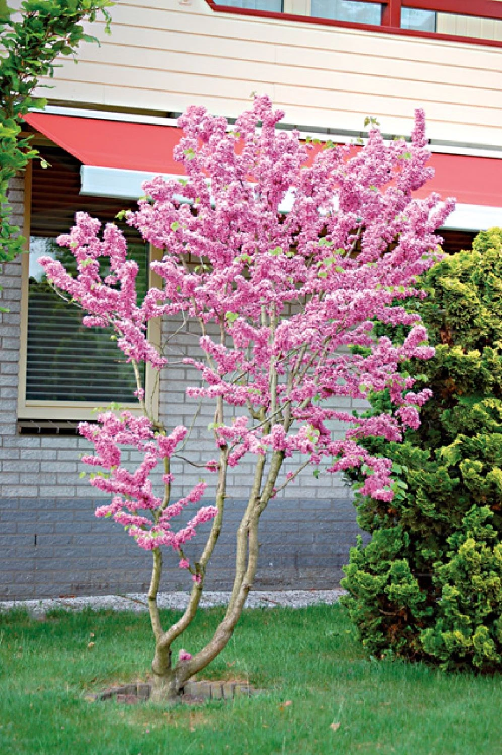 Cercis Chinensis 'Avondale' (Judasbaum) – Bild 2