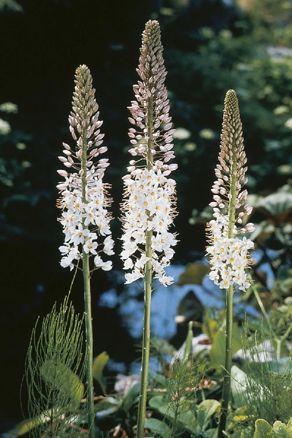 Eremurus Robustus (Riesen-Steppenkerze)