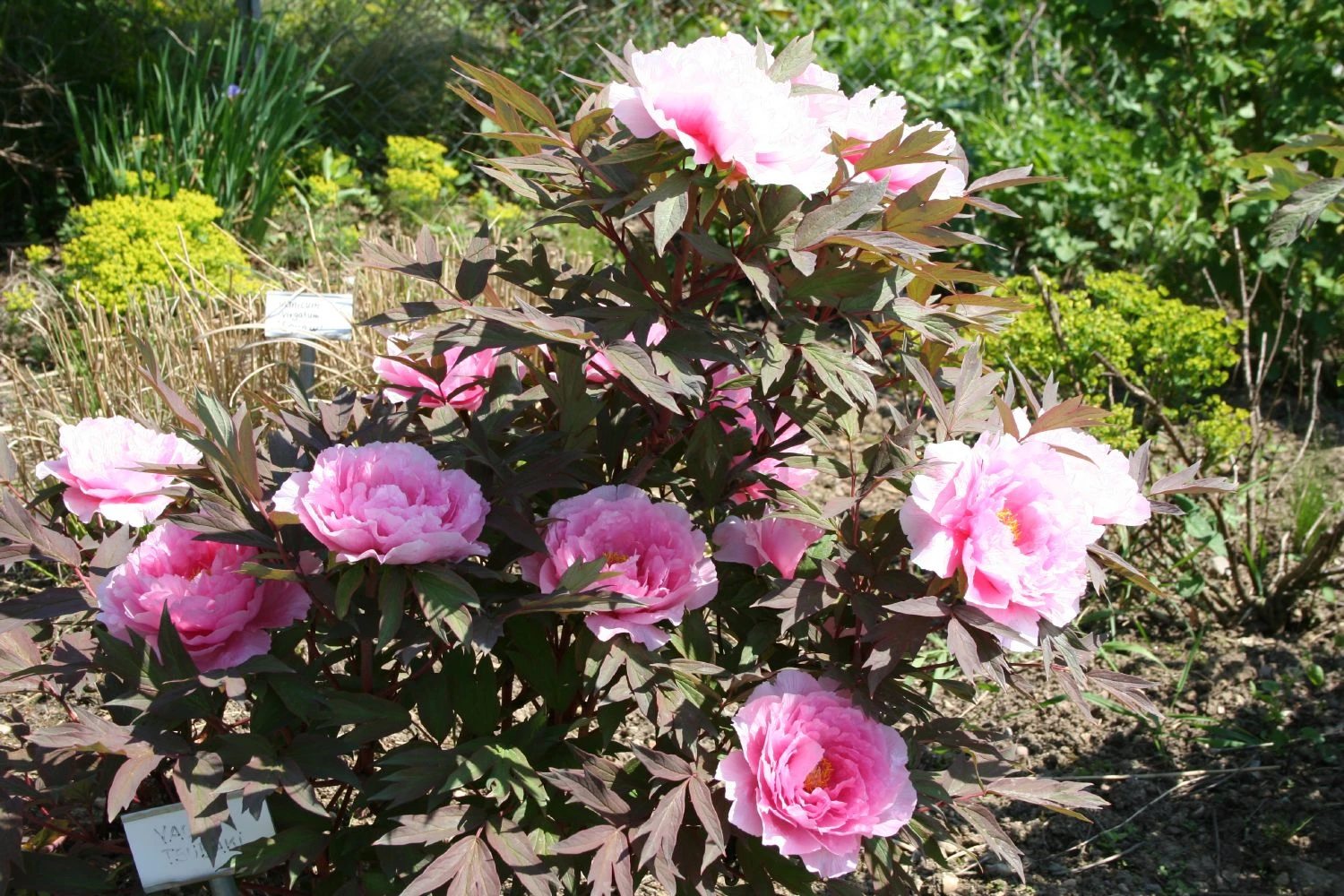 Paeonia Suffruticosa 'Yachiyo Tsubaki' (Strauchpfingstrose 'Unvergängliche Kamelie') – Bild 2