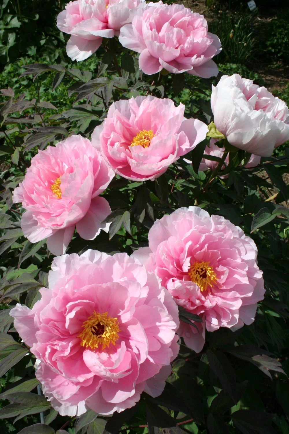 Paeonia Suffruticosa 'Yachiyo Tsubaki' (Strauchpfingstrose 'Unvergängliche Kamelie') – Bild 3