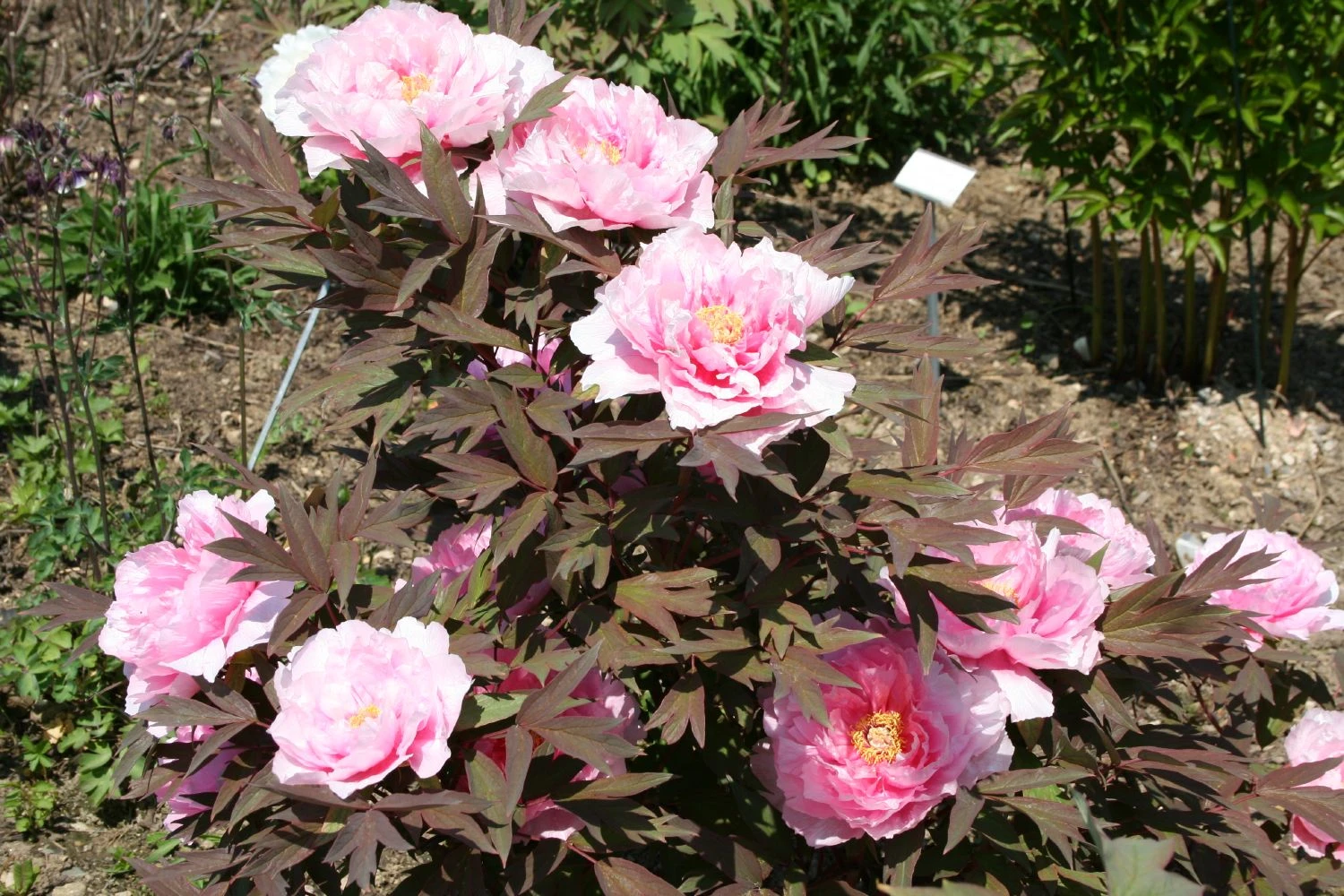 Paeonia Suffruticosa 'Yachiyo Tsubaki' (Strauchpfingstrose 'Unvergängliche Kamelie') – Bild 5