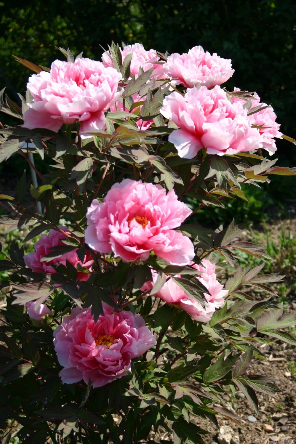 Paeonia Suffruticosa 'Yachiyo Tsubaki' (Strauchpfingstrose 'Unvergängliche Kamelie') – Bild 6