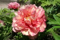 Paeonia Itoh-Hybride 'Hillary' (Intersektionelle Pfingstrose)
