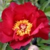 Paeonia Itoh-Hybride 'Scarlet Heaven' (Intersektionelle Pfingstrose)