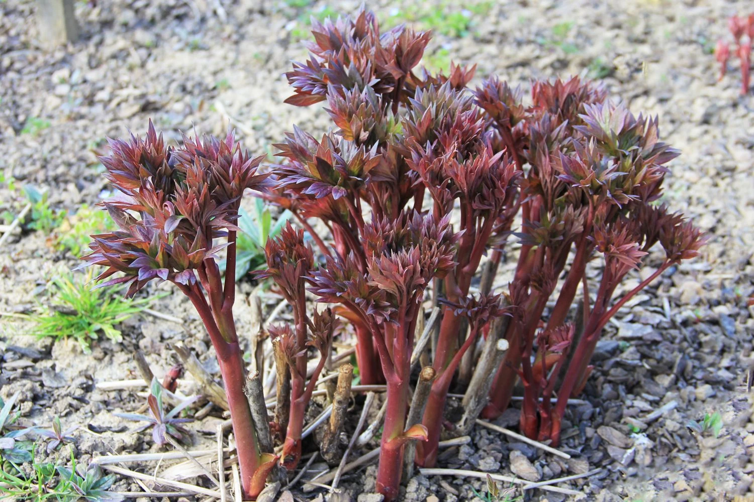 Paeonia Itoh-Hybride 'Scarlet Heaven' (Intersektionelle Pfingstrose) – Bild 2