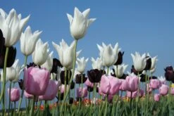 Tulpenmischung 'Kühle Diva' (Garten-Tulpenmischung)