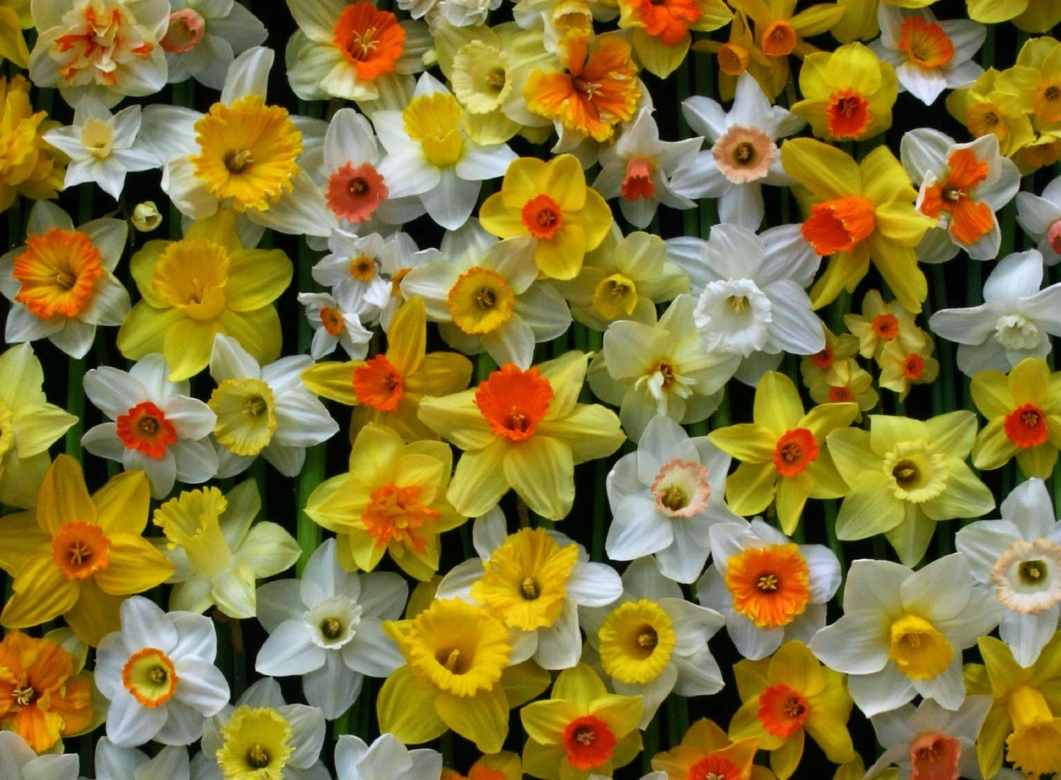 Narzissen-Mix'Narzissen Festival'