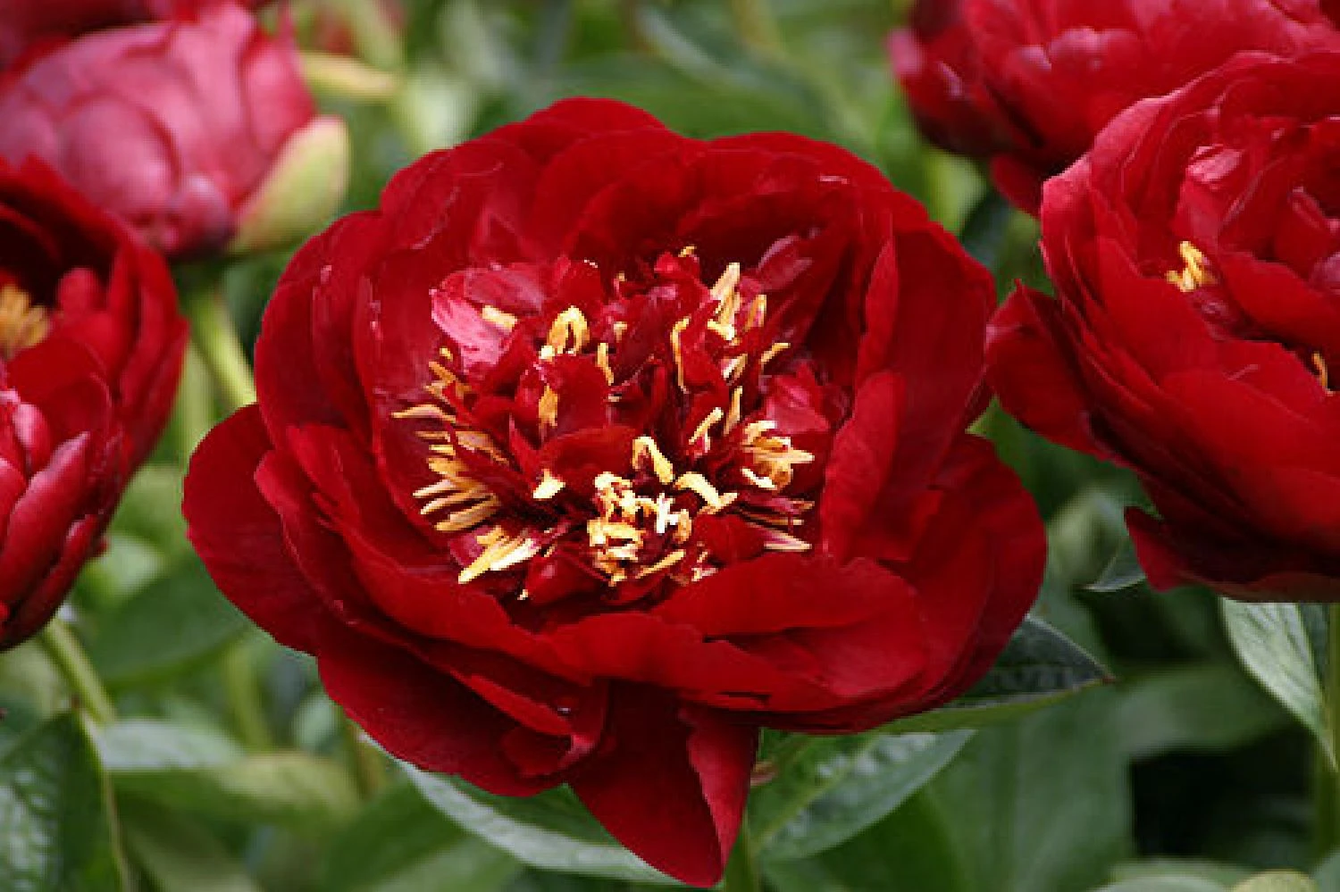 Paeonia Lactiflora 'Buckeye Belle' (Staudenpfingstrose) – Bild 2