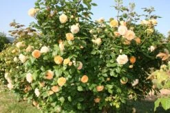 Rose 'Crown Princess Margareta' (Englische Rose)