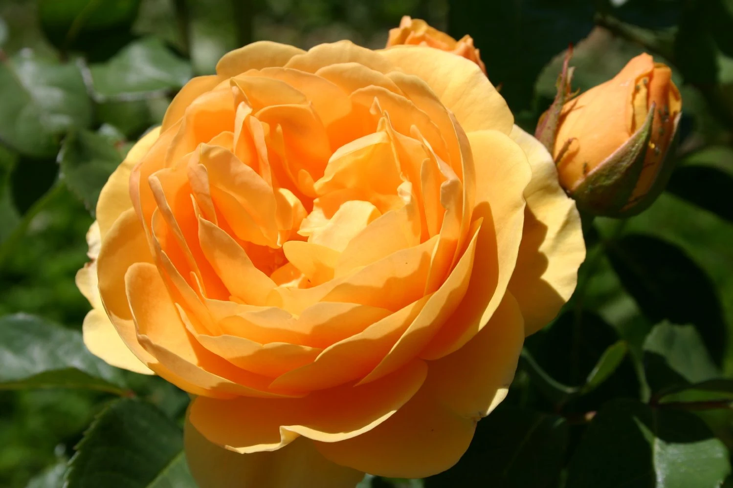 Rose 'Graham Thomas' (Englische Rose) – Bild 2