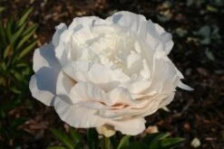 Paeonia Lactiflora 'Mother's Choice' (Staudenpfingstrose)