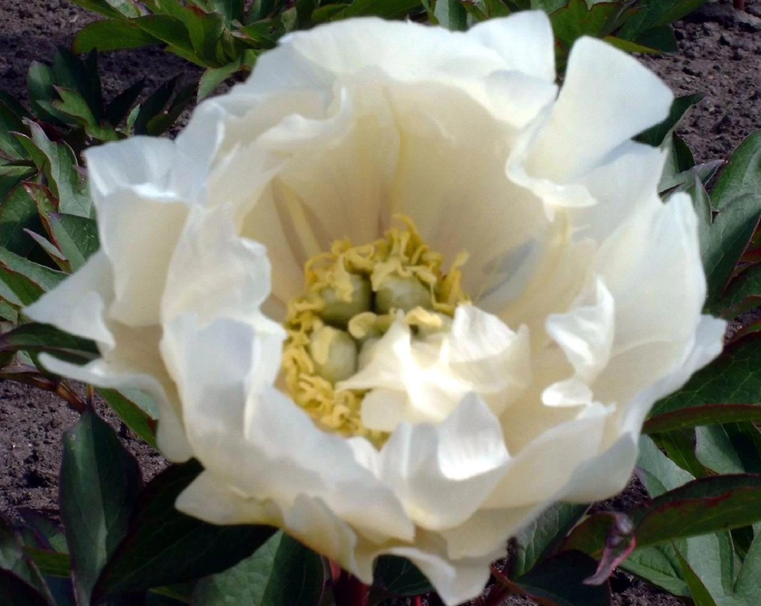 Paeonia Itoh-Hybride 'White Emperor' (Intersektionelle Pfingstrose) – Bild 2