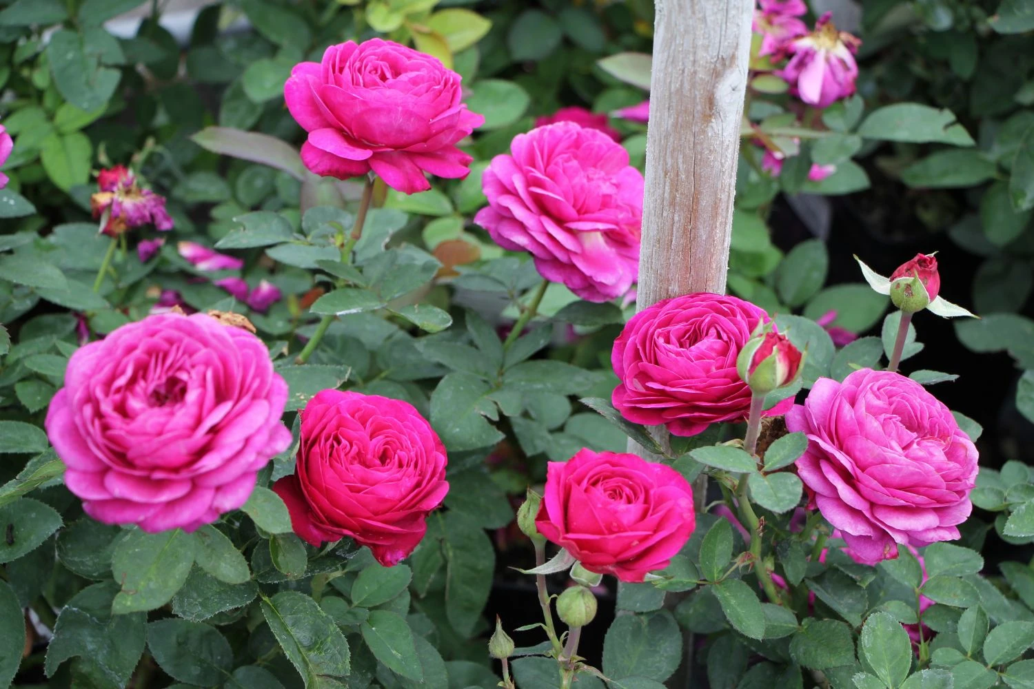 Rose 'Heidi Klum' (Zwergrose | Patiorose) – Bild 2