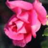 Rose 'Duftrausch' (Edelrose)