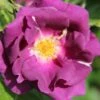 Rose 'Rhapsody In Blue' (Strauchrose)