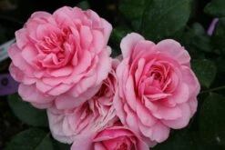 Rose 'Roseninsel' (Beetrose)