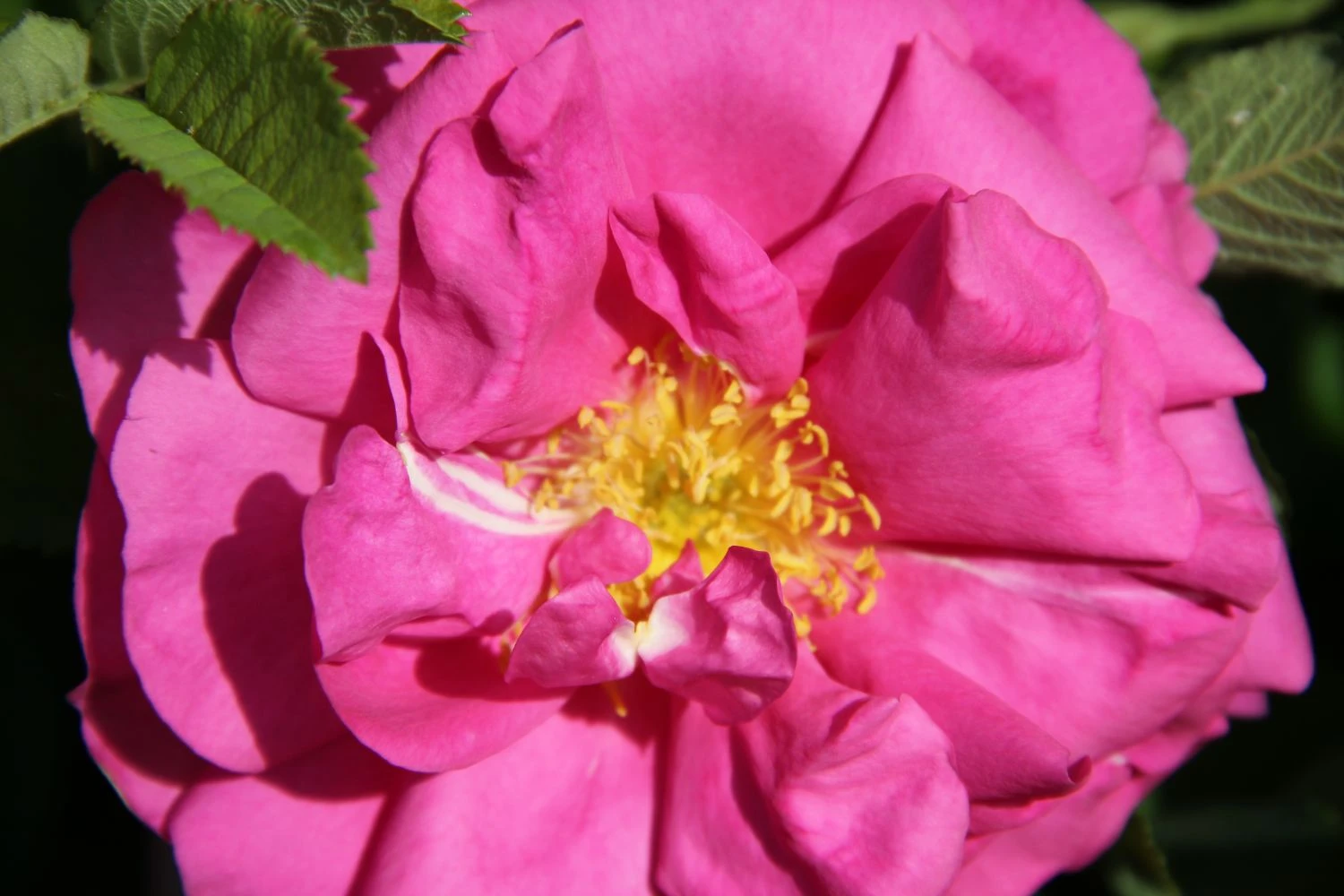 Rose 'Wild Edric' (Englische Rose | Heckenrose)
