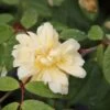 Rose 'Malvern Hills' (Rambler)