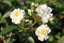 Rose 'Guirlande D'Amour' (Rambler)
