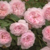 Rose 'The Albrighton Rambler' (Ramblerrose)