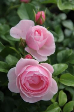 Rose 'Constanze Mozart' (Beetrose)