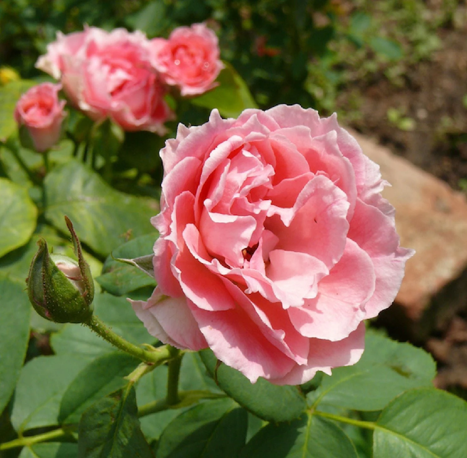 Rose Damascena 'Trigintipetala' (Historische Rose)