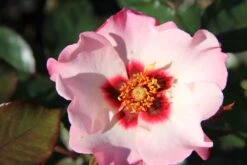 Rose 'Alissar Princess Of Phoenicia' (Persische Rose)