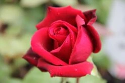 Rose 'Mildred Scheel' (Edelrose)