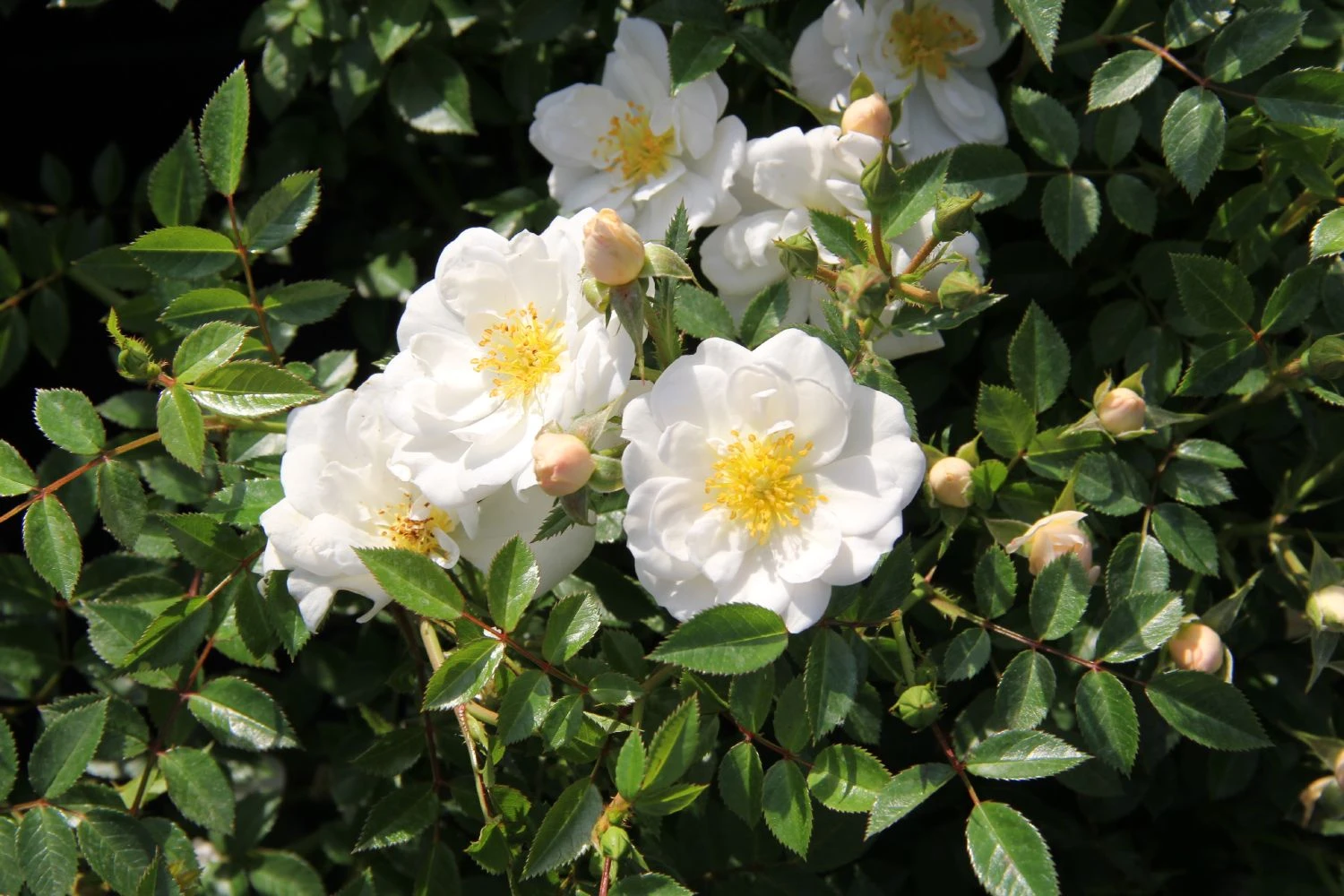 Rose'Bienenweide' Weiß