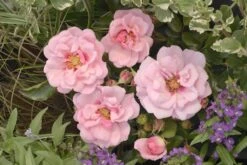 Rose 'Esther Queen Of Persia' (Persische Rose)