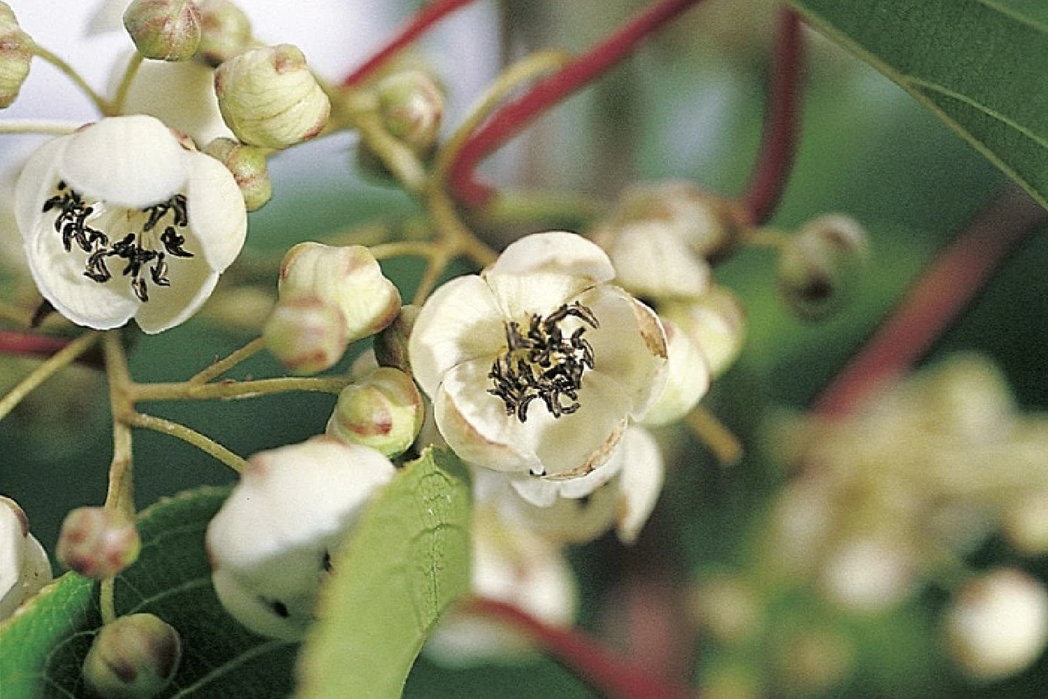 Actinidia Arguta 'Nostino' (männlich) (Beerenkiwi)