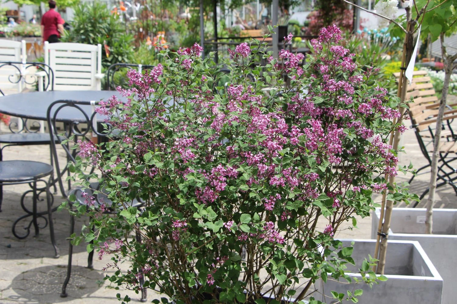 Syringa 'Bloomerang® Dark Purple' (Zwergflieder) – Bild 2