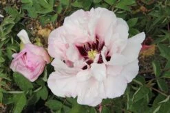 Paeonia Rockii 'Fen Xi Shi' (Strauchpfingstrose 'Rosa Schönheit')