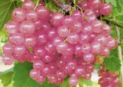 Ribes Rubrum 'Rosalinn' (Rosa Johannisbeere)