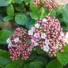Viburnum Tinus 'Lisa Rose' (Lorbeer-Schneeball)