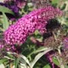 Buddleja Davidii 'Magenta Munchkin' (Sommerflieder)
