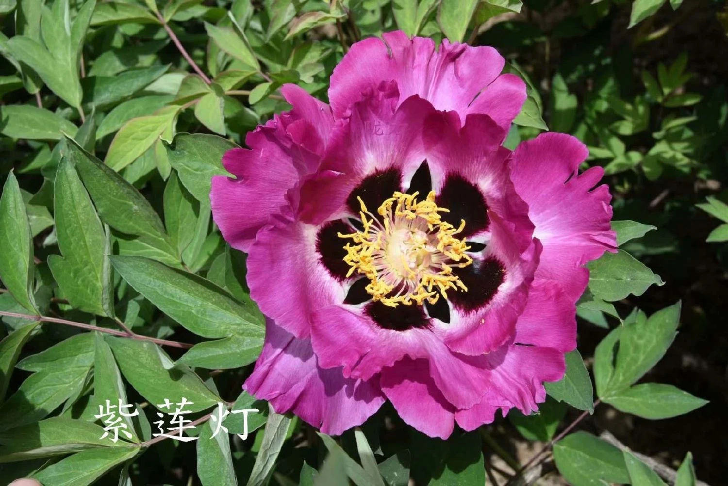 Paeonia Rockii 'Zi Lian Deng' (Strauchpfingstrose 'Leuchten Des Purpurlotus')