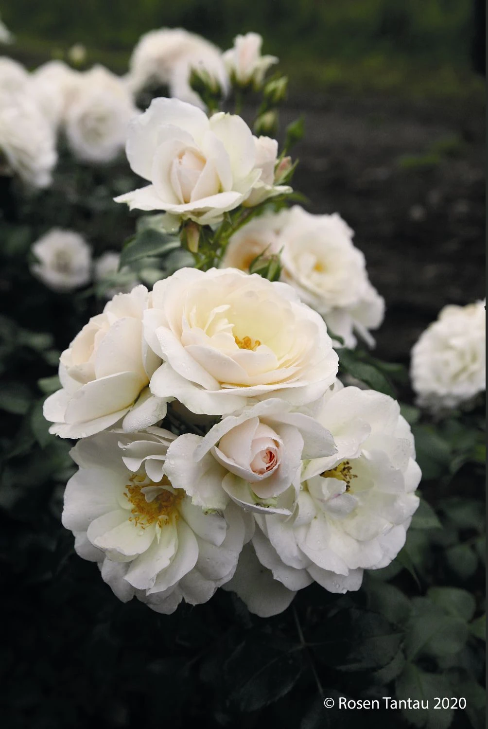 Rose 'Sirius' (Beetrose) – Bild 2