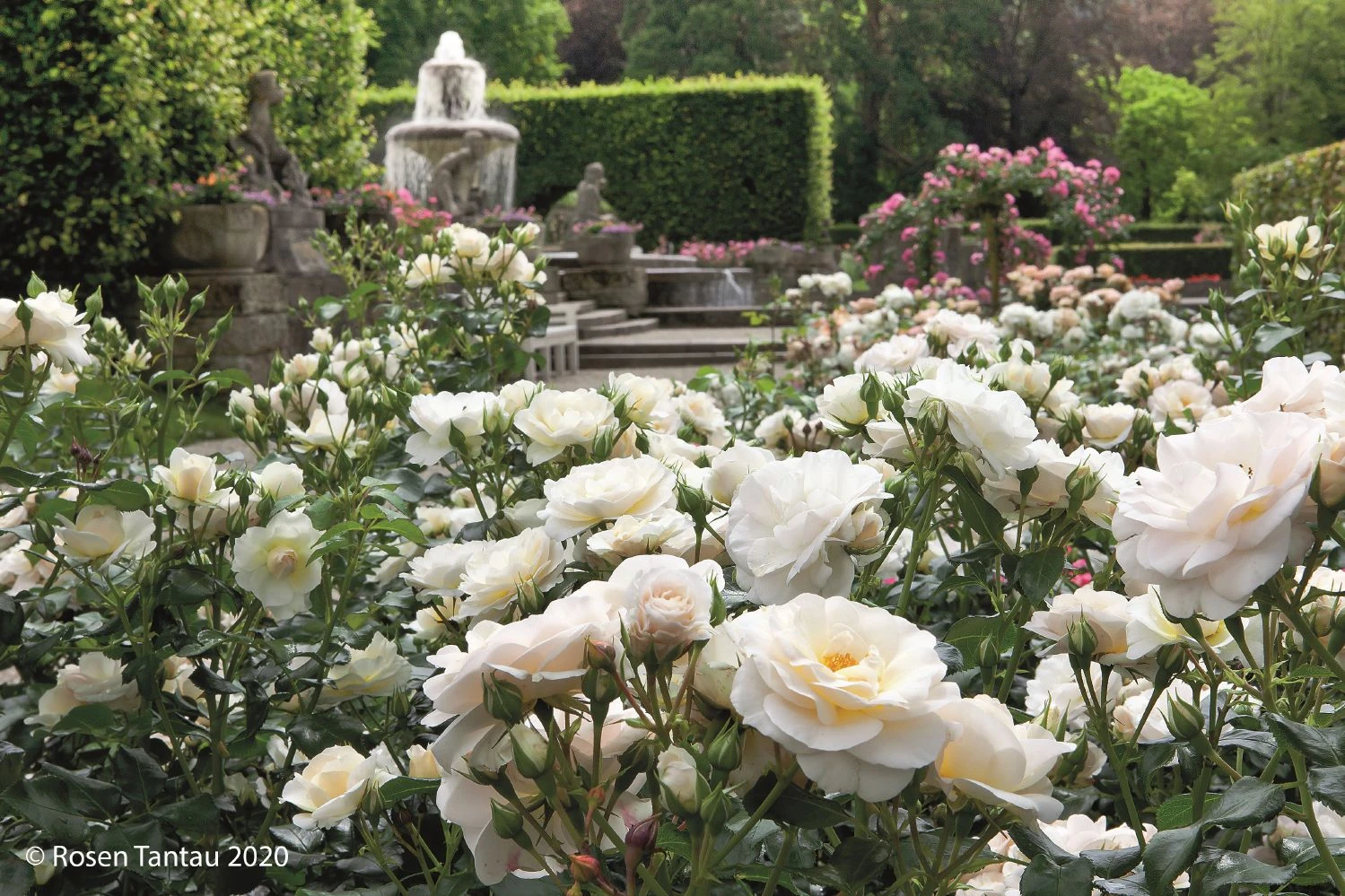 Rose 'Sirius' (Beetrose) – Bild 3