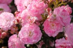 Rose 'Pinocchio' (Patiorose)