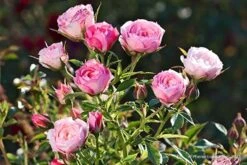 Rose 'Blush Pixie' (Zwergrose | Patiorose)