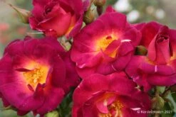 Rose 'Ile De Fleurs' (Strauchrose)
