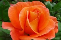 Rose 'Orange Dawn' (Kletterrose)