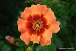 Rose 'Flame Babylon Eyes' (Beetrose)